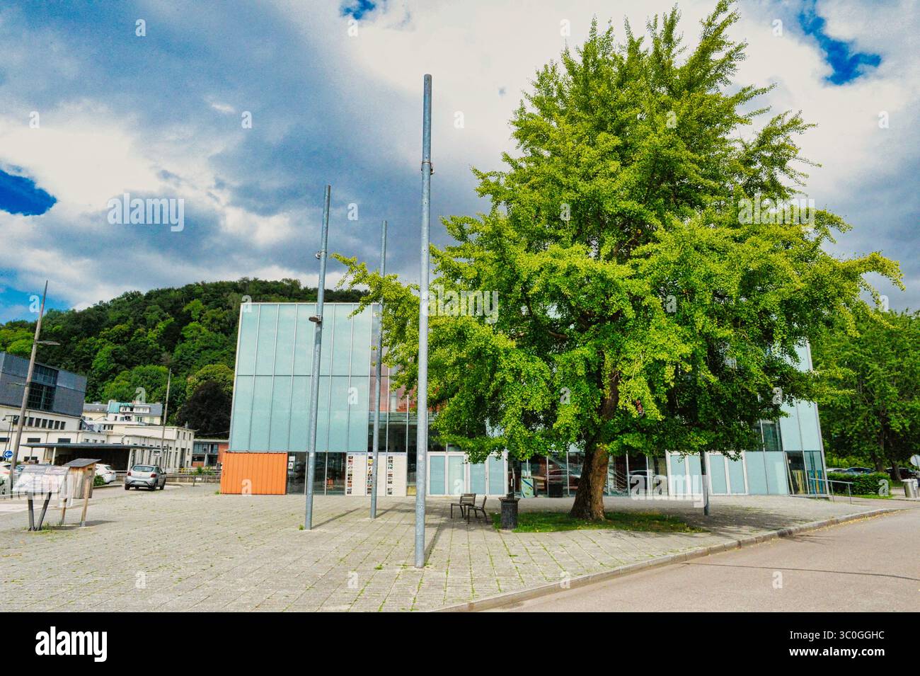 Pont-Audemer : le Ginkgo devant le Théâtre "l'Eclat" Foto Stock