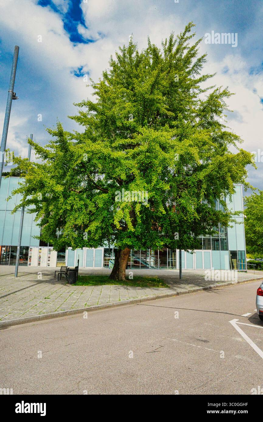 Pont-Audemer : le Ginkgo devant le Théâtre "l'Eclat" Foto Stock