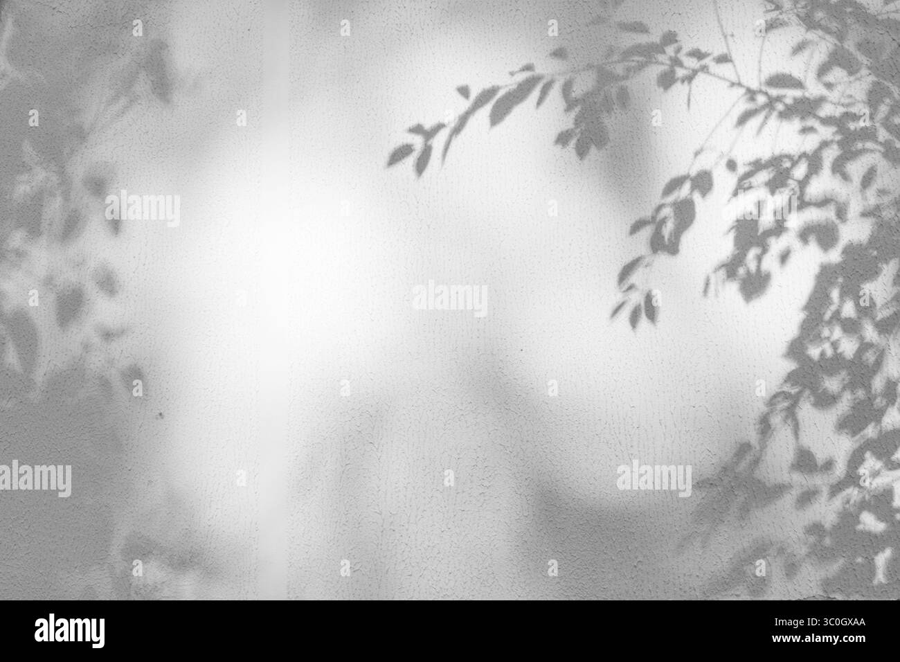 gli alberi si ramificano e rimuovono con ombra su una parete bianca di cemento. Motivo lamelle. Sfondo sfocato. Foto Stock