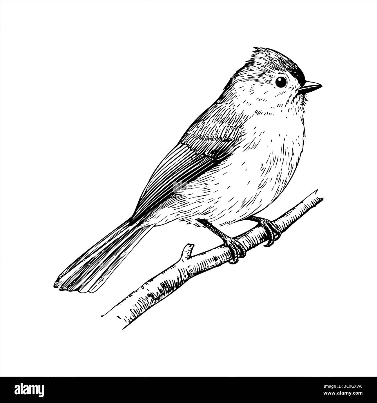 Un'illustrazione dettagliata di un piccolo uccello appollaiato su un ramo. L'uccello ha un corpo rotondo, una coda corta e segni distintivi sulla testa e sulle ali. Illustrazione Vettoriale