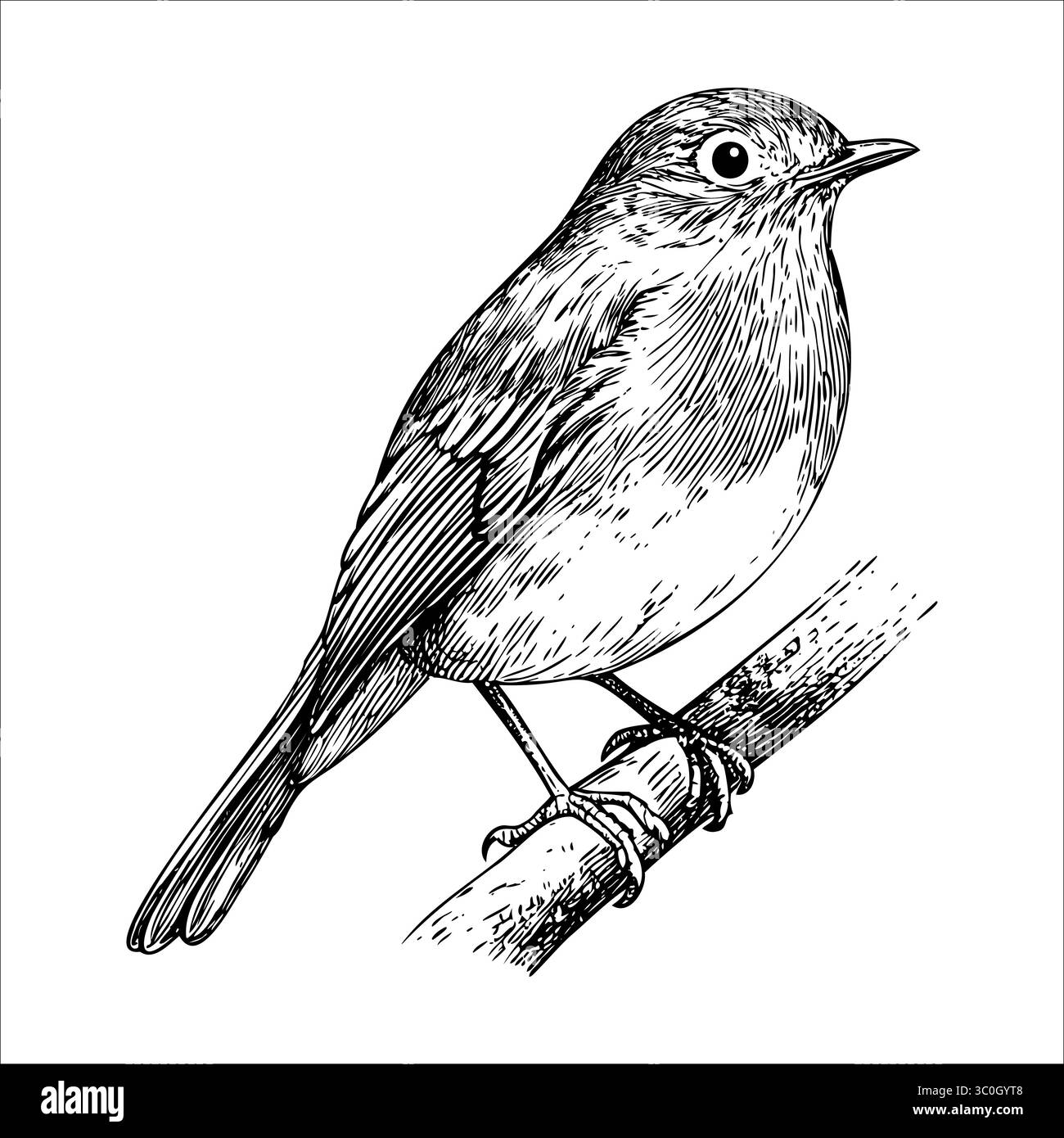 Un'illustrazione dettagliata di un piccolo uccello appollaiato su un ramo. L'uccello ha un corpo rotondo, una coda corta e caratteristiche distintive, mostrando la sua naturale natura Illustrazione Vettoriale