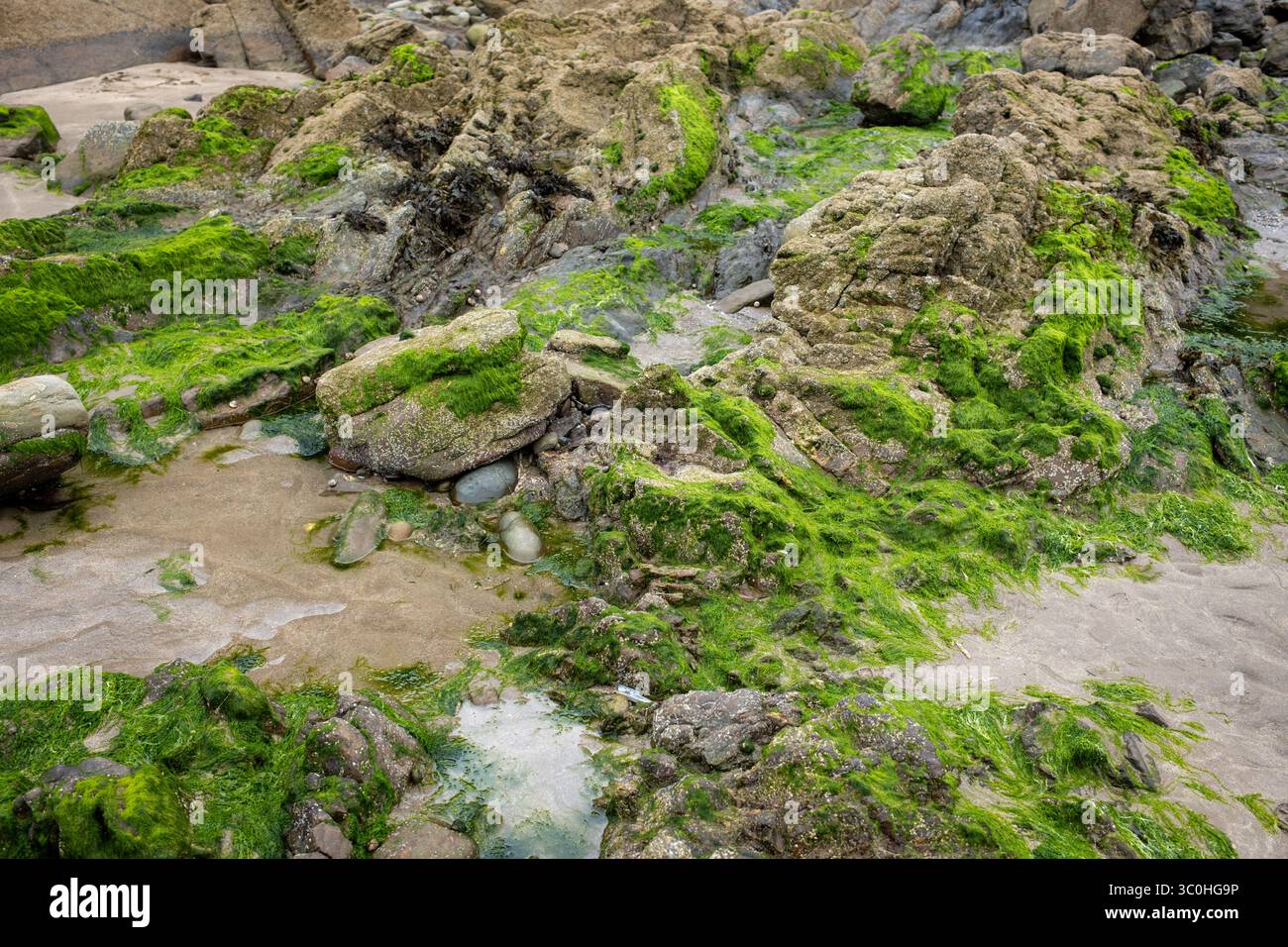 Piscine rocciose sulla spiaggia di Little Haven nel Pembrokeshire, Galles occidentale, Regno Unito Foto Stock