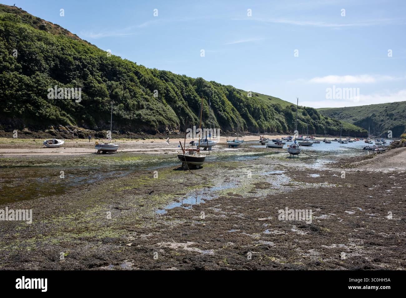 Low Tide presso Solva Harbour nel Pembrokeshire Galles occidentale Regno Unito Foto Stock