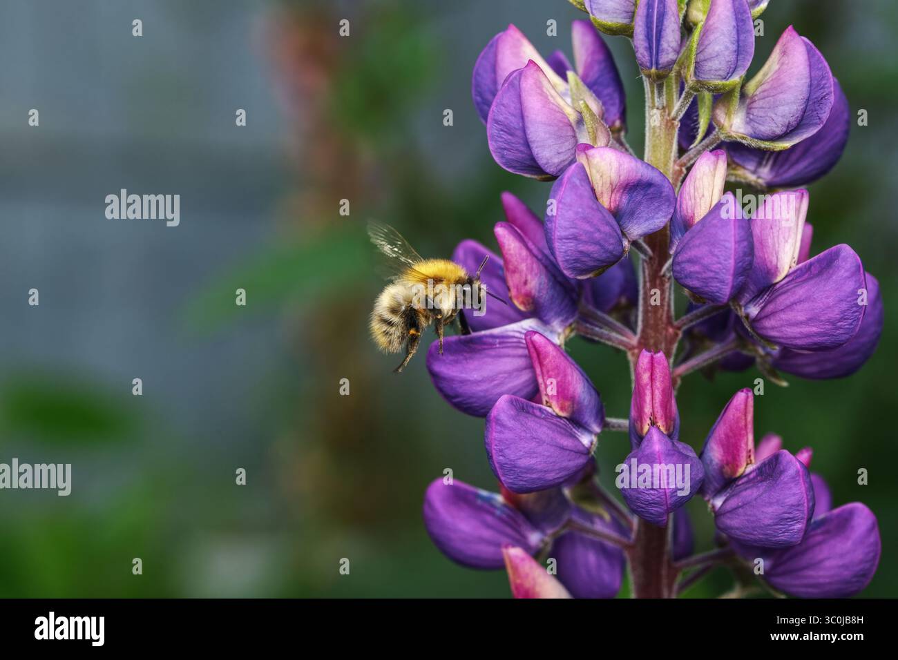 bumble bee che si libra vicino al fiore Foto Stock