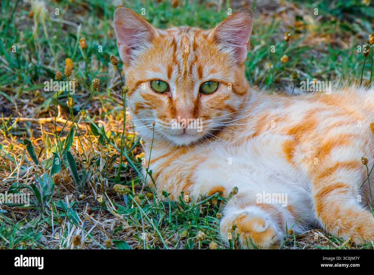 Un gatto da tabby allo zenzero con occhi verdi sorprendenti si rilassa comodamente su una lussureggiante erba verde, godendosi la calda luce del sole in un tranquillo ambiente all'aperto, sur Foto Stock