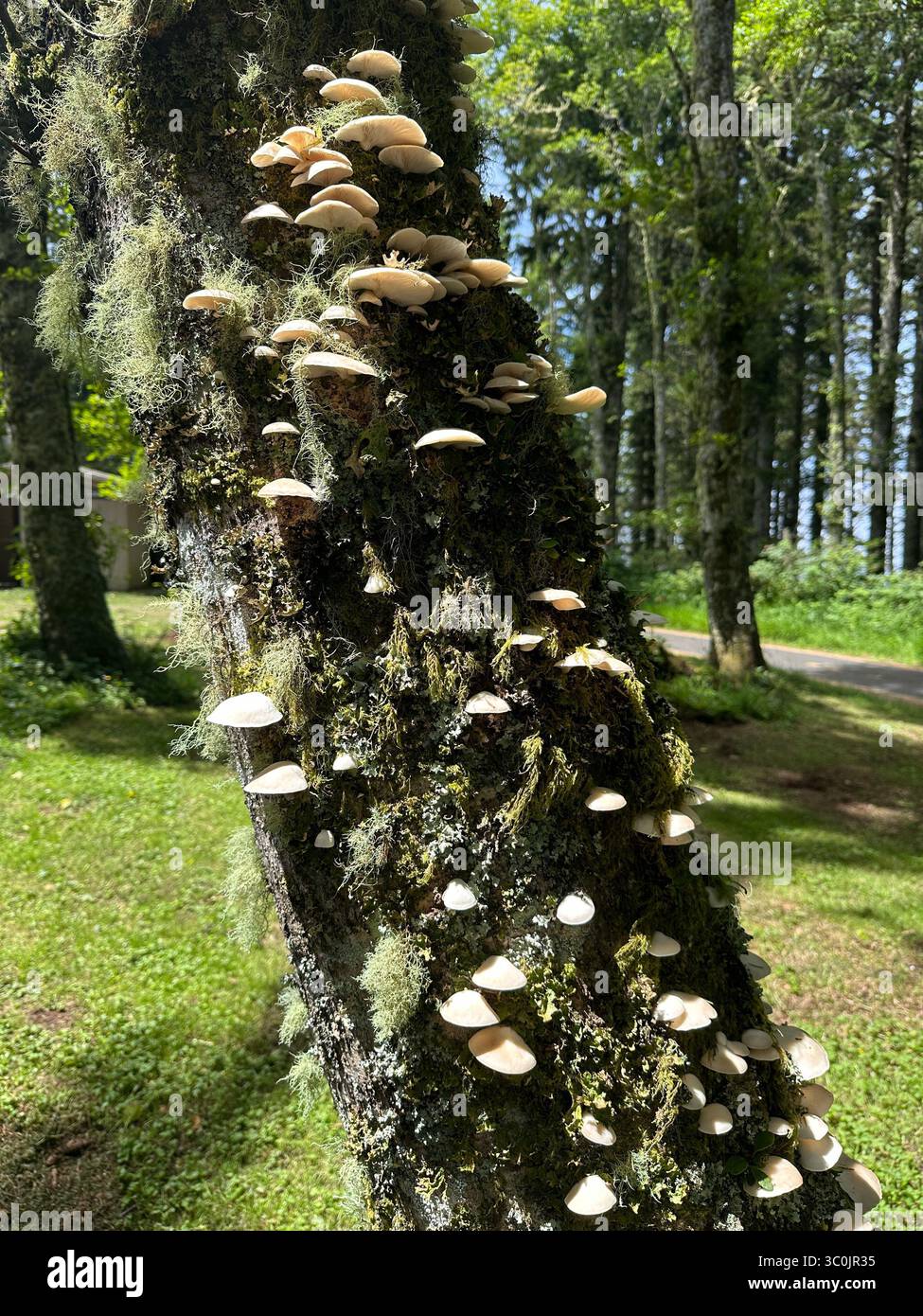 Funghi di ostriche pallide - Pleurotus pulmonarius - che crescono su un albero a Yachats, Oregon. Foto Stock