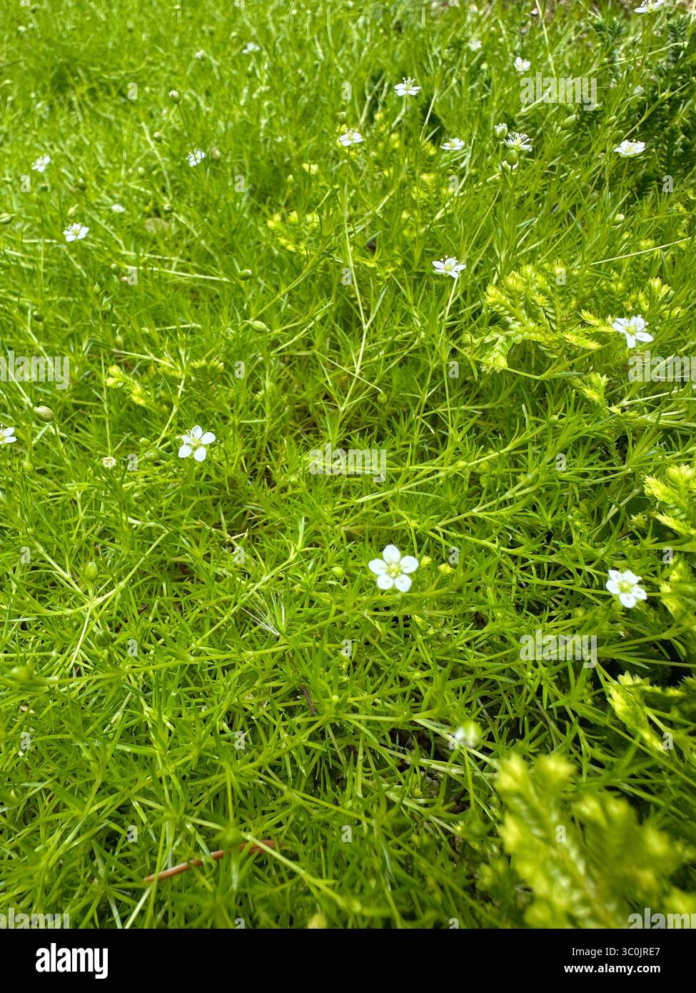 Muschio irlandese fiorito - Sagina subulata - da vicino. Foto Stock