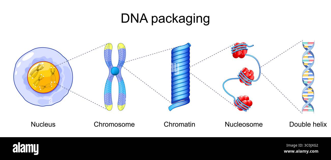 Confezioni di DNA. Dai cromosomi nel Nucleo alla cromatina, Nucleosoma con istoni e doppia elica del DNA. Biologia molecolare. Poster dettagliato del vettore Illustrazione Vettoriale