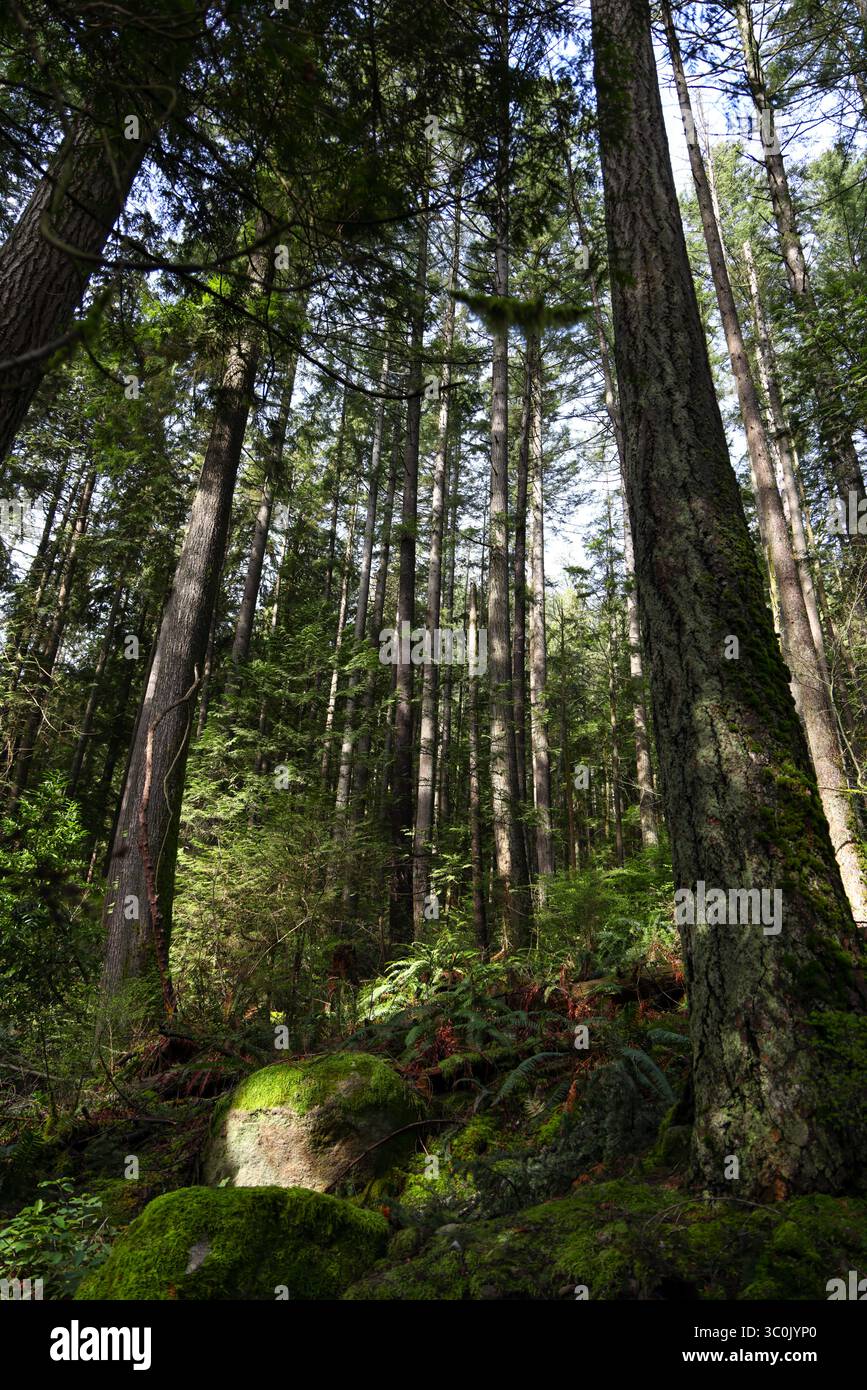 Vista dal sentiero della foresta a Deep Cove, North Vancouver, che conduce attraverso una fitta foresta canadese fino al punto panoramico Foto Stock