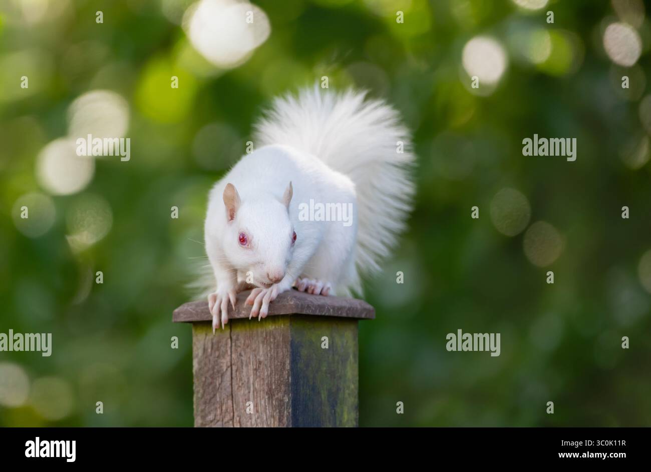 Un ritratto ravvicinato di uno scoiattolo grigio albino con pelliccia bianca e occhi rosa arroccato su un palo di recinzione da giardino, Regno Unito. Foto Stock