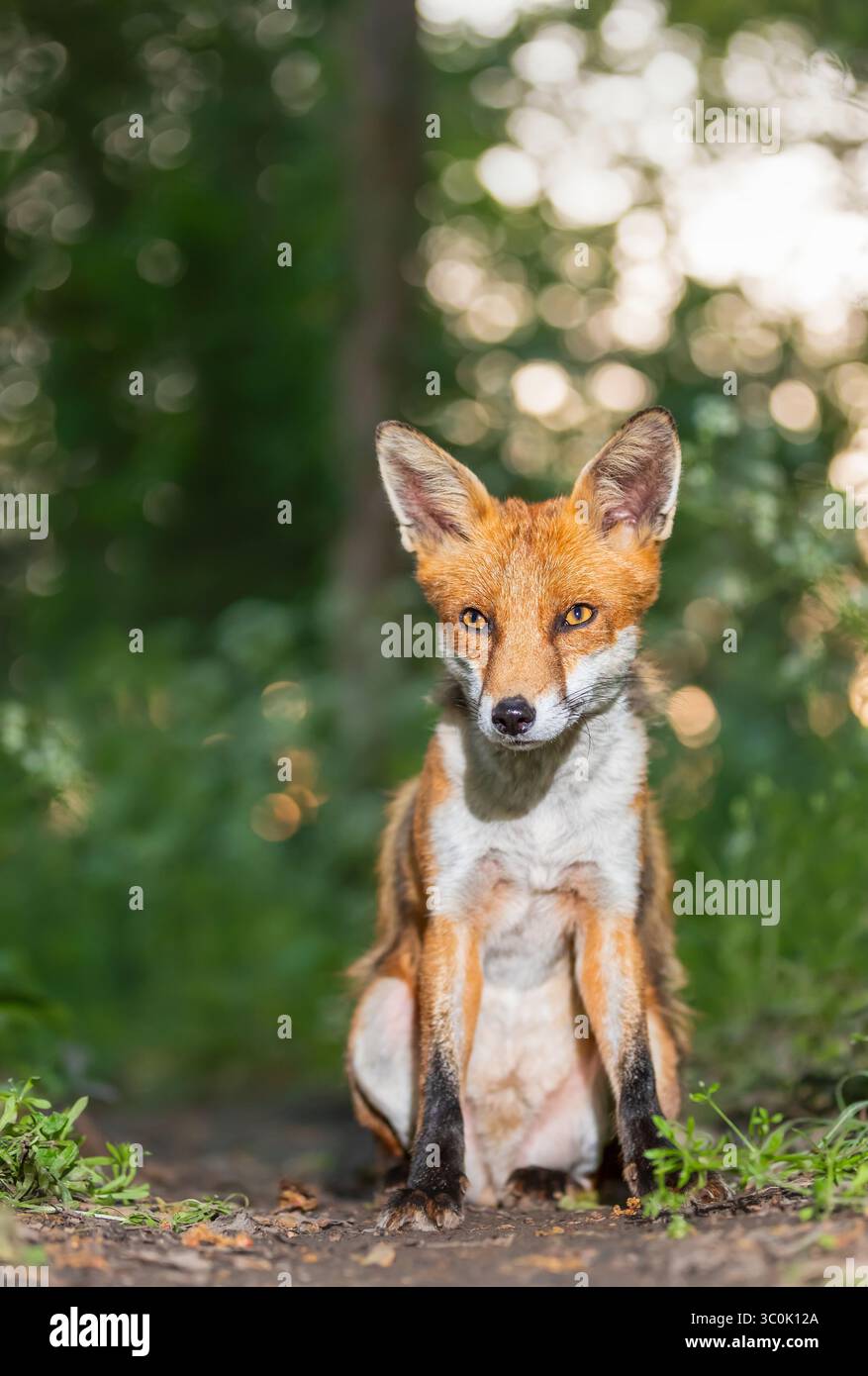Primo piano di una giovane volpe rossa seduto in una foresta, nel Regno Unito. Foto Stock