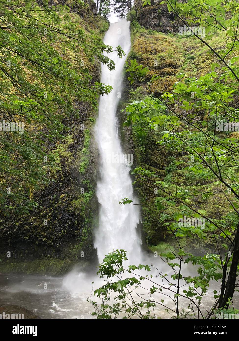 Una cascata nel bosco dell'Oregon Foto Stock