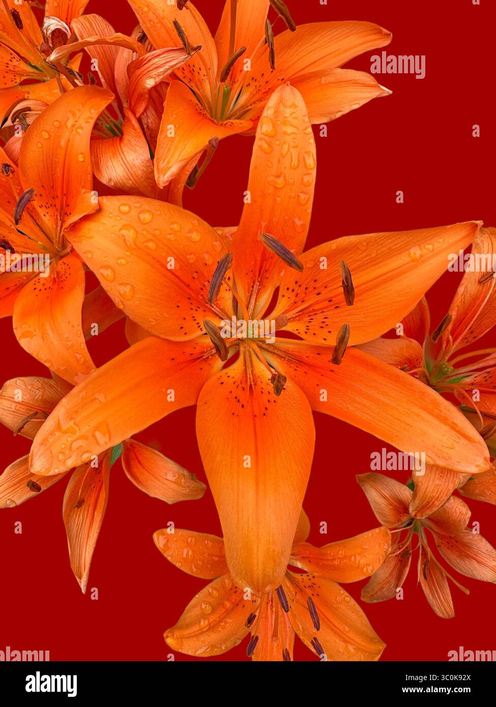 Gigli asiatici arancioni e rosse su sfondo rosso Foto Stock