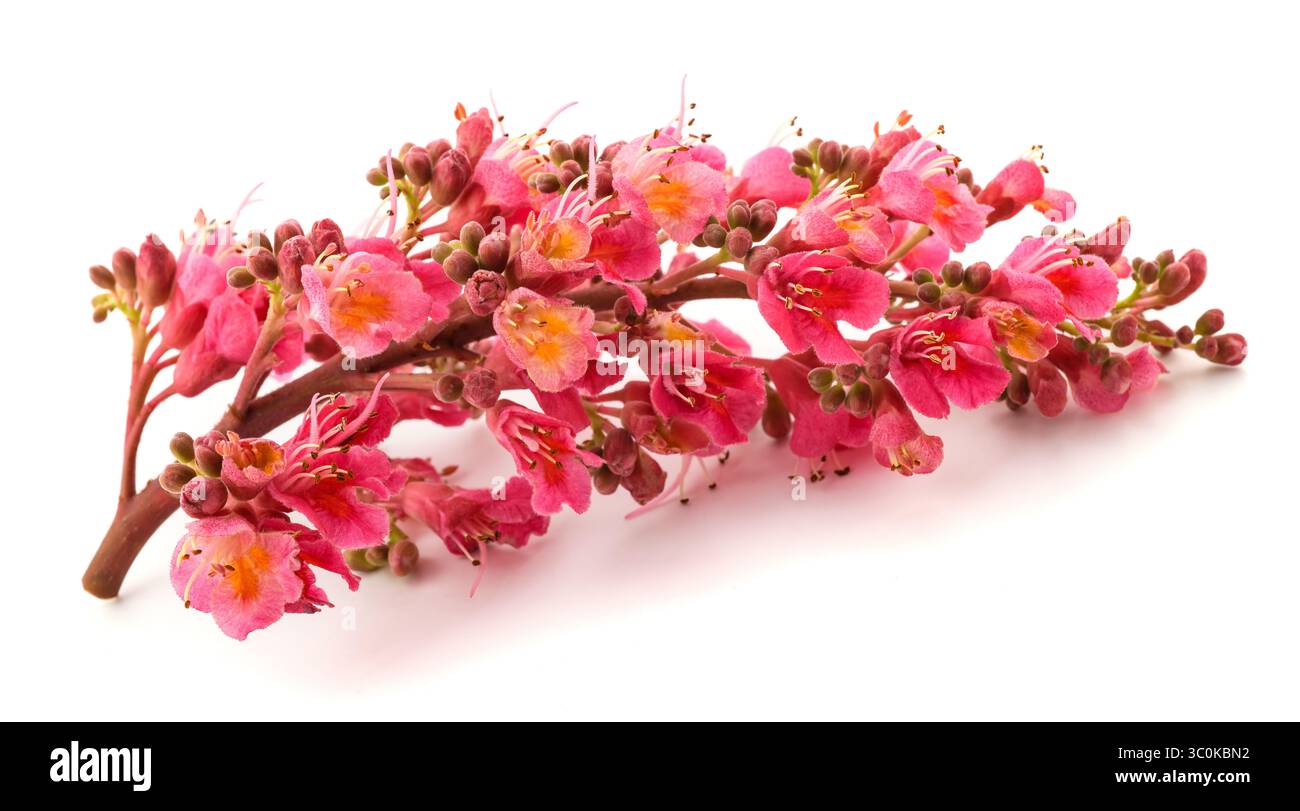 Fiori rossi di castagno isolati su sfondo bianco Foto Stock