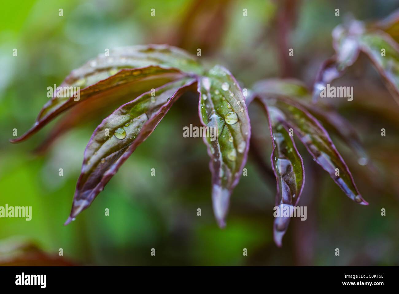 Le gocce di pioggia riposano delicatamente su foglie colorate, mostrando la vibrante bellezza della natura dopo le piogge. La composizione evidenzia l'intricato pattern Foto Stock Le gocce di pioggia riposano delicatamente su foglie colorate, mostrando la vibrante bellezza della natura dopo le piogge. La composizione evidenzia l'intricato pattern Foto Stock