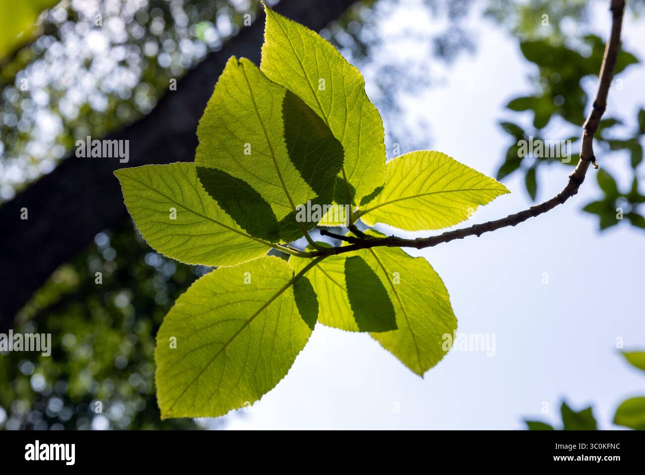 Le foglie verdi luminose su un ramo illuminate dalla luce del sole creano una scena vibrante, raffigurando la bellezza naturale sotto un cielo blu. Cattura l'essenza di gr Foto Stock