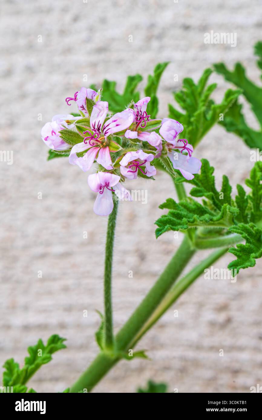 Pianta di Citronell in fiore, Pelargonium citrosum, Geranium profumato è un perenne commercializzato come repellente per zanzare Foto Stock Pianta di Citronell in fiore, Pelargonium citrosum, Geranium profumato è un perenne commercializzato come repellente per zanzare Foto Stock