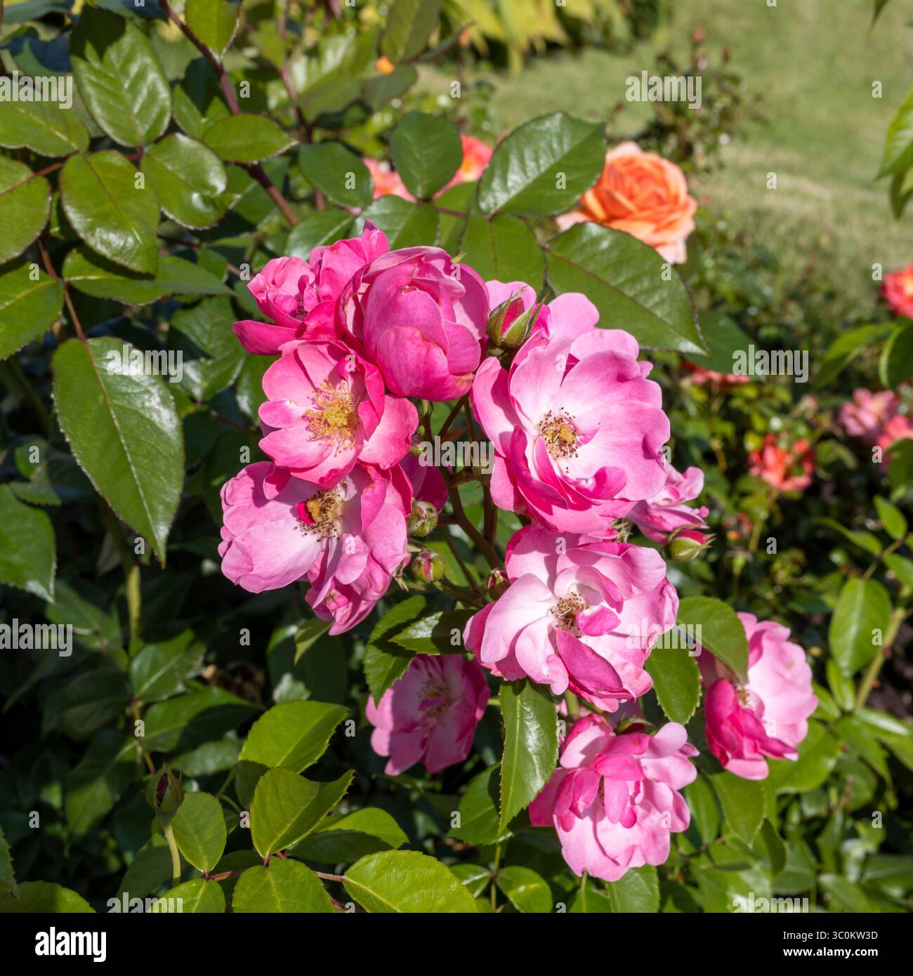 Rosa 'Lavender Dream' è una varietà di rose appartenente alla classe degli arbusti. Foto Stock