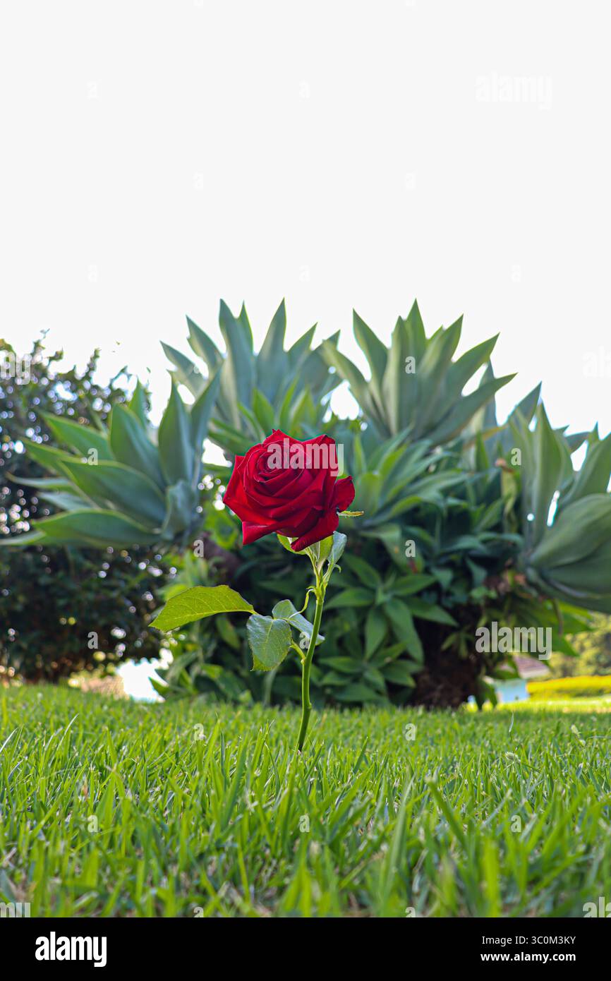 Una rosa rossa solitaria si distingue contro un prato verde, il suo sottile stelo e una singola foglia visibile. Sullo sfondo, una grande pianta con foglie appuntite Foto Stock