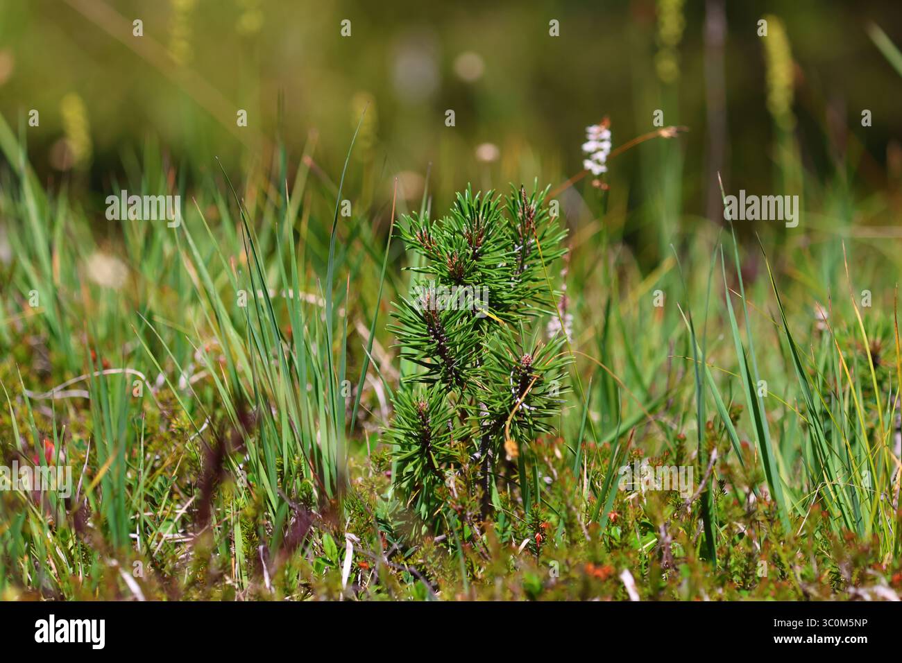 Immagine ravvicinata di un giovane pino (specie Pinus) che cresce a livello del suolo tra erba selvatica e muschio in una radura forestale estiva. Foto Stock