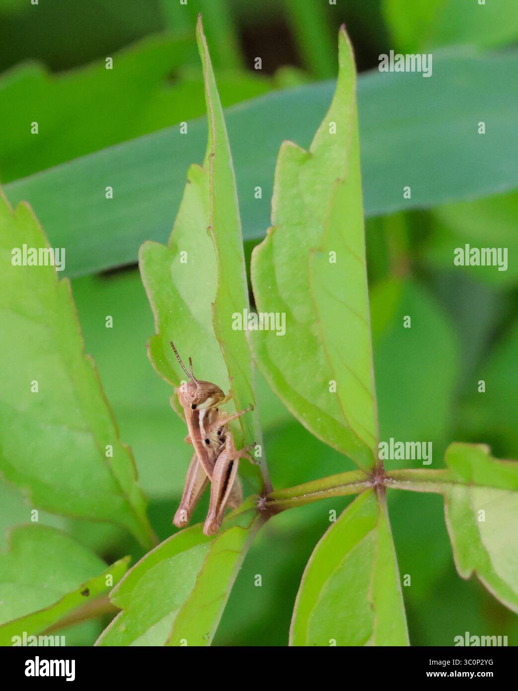 Grasshopper marrone che poggia sulla foglia in denso fogliame verde Foto Stock