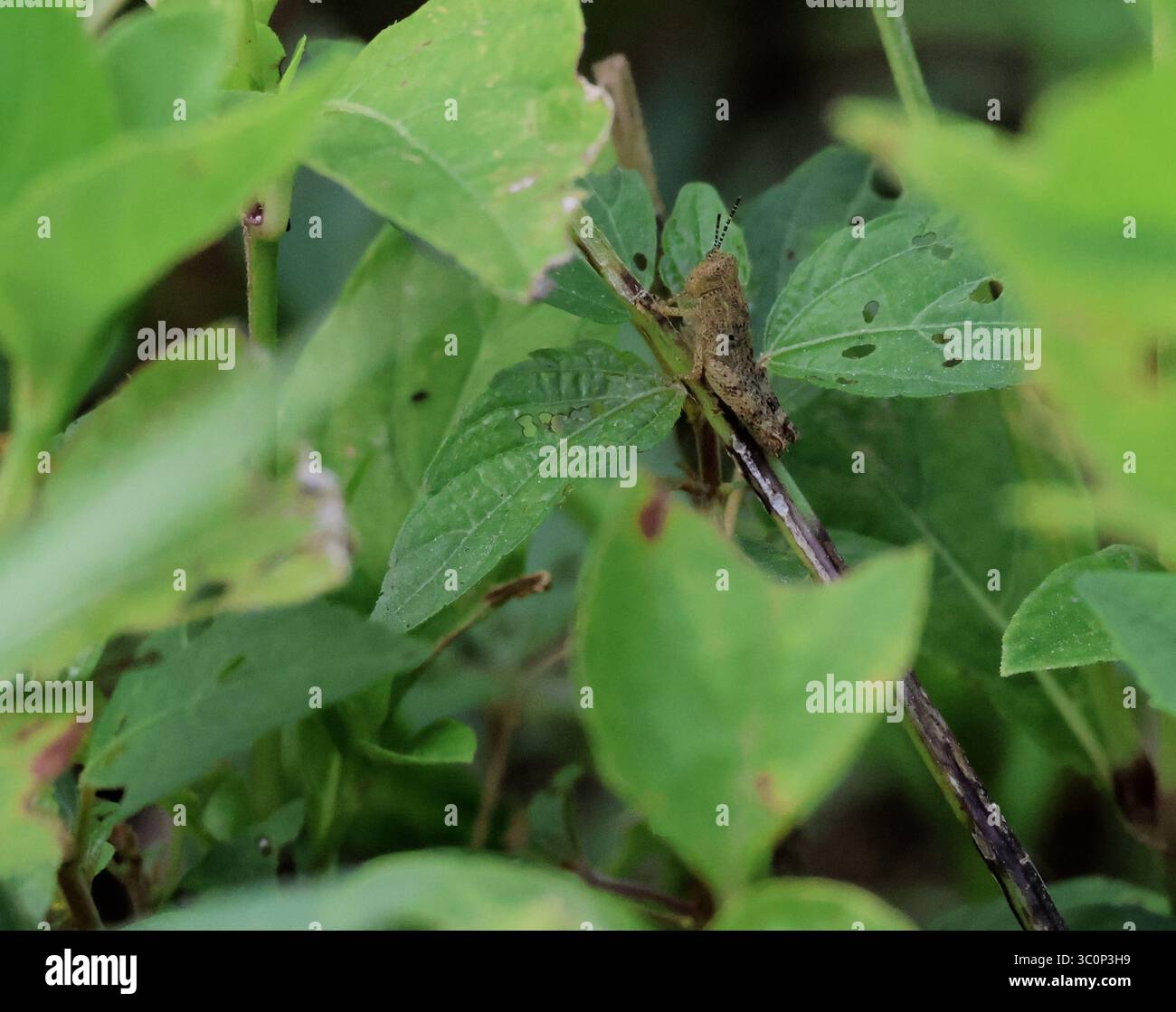 Grasshopper mimetizzato su foglie verdi nel sottobosco Foto Stock