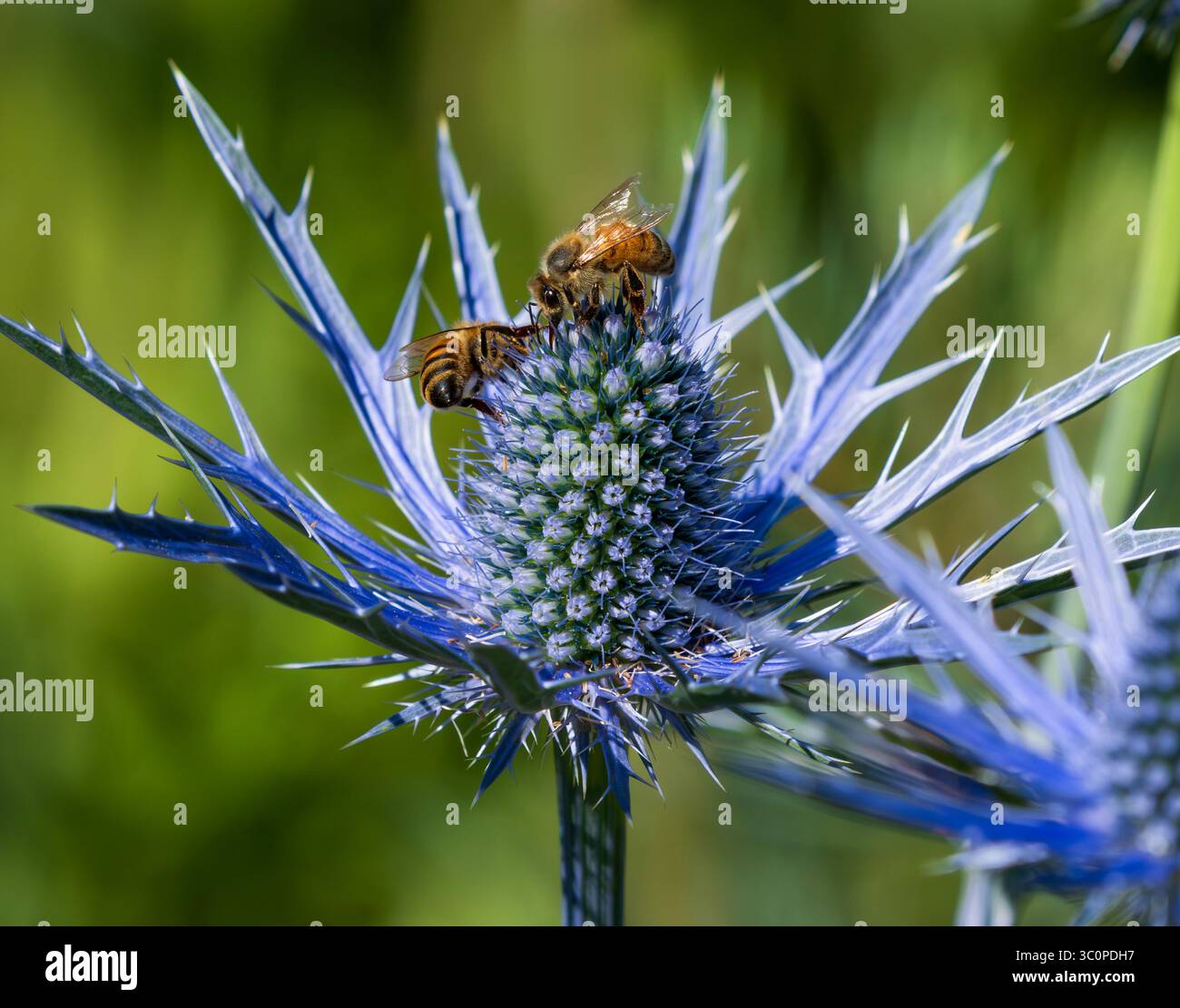 Api mellifere che impollinano in cima a una pianta agrifoglio del mare blu (Eryngium planum). Vista ravvicinata con i dettagli. Foto Stock