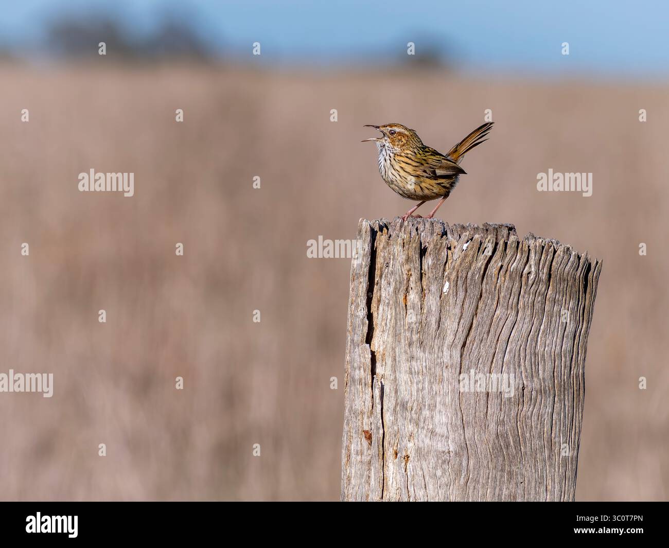 Un piccolo Fieldwren striato si trova su un finocchio in legno invecchiato Foto Stock