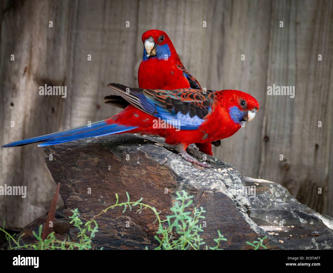 Un paio di Rosella Crimson appollaiano graziosamente su una roccia illuminata dal sole, il loro vivace piumaggio rosso e blu che colpisce sullo sfondo naturale di legno. Foto Stock