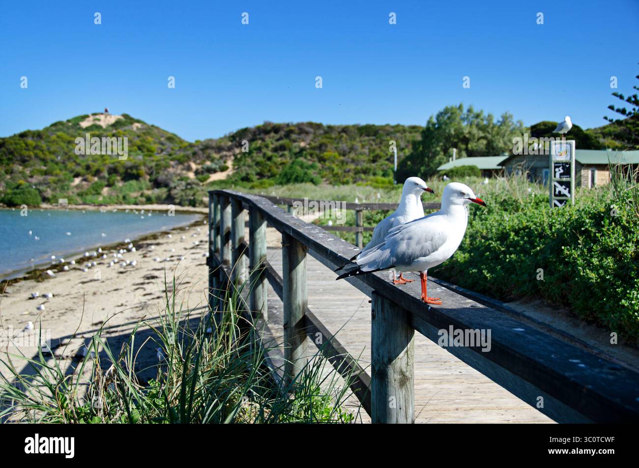 Due gabbiani d'argento (Chroicocephalus novaehollandiae) arroccati su un binario di legno della passerella, Shoalwater Islands Marine Park, Australia Occidentale Foto Stock
