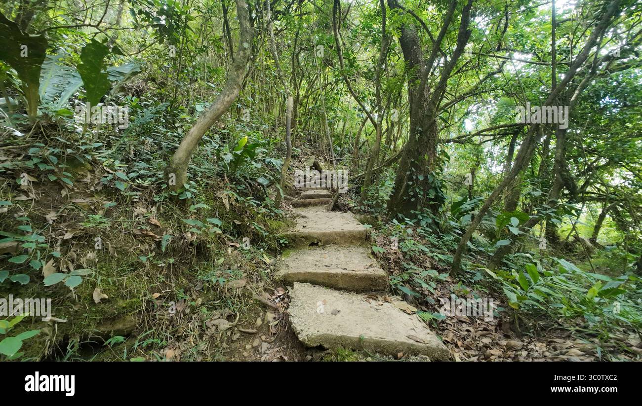 Sentiero in pietra attraverso la fitta giungla colombiana Foto Stock Sentiero in pietra attraverso la fitta giungla colombiana Foto Stock