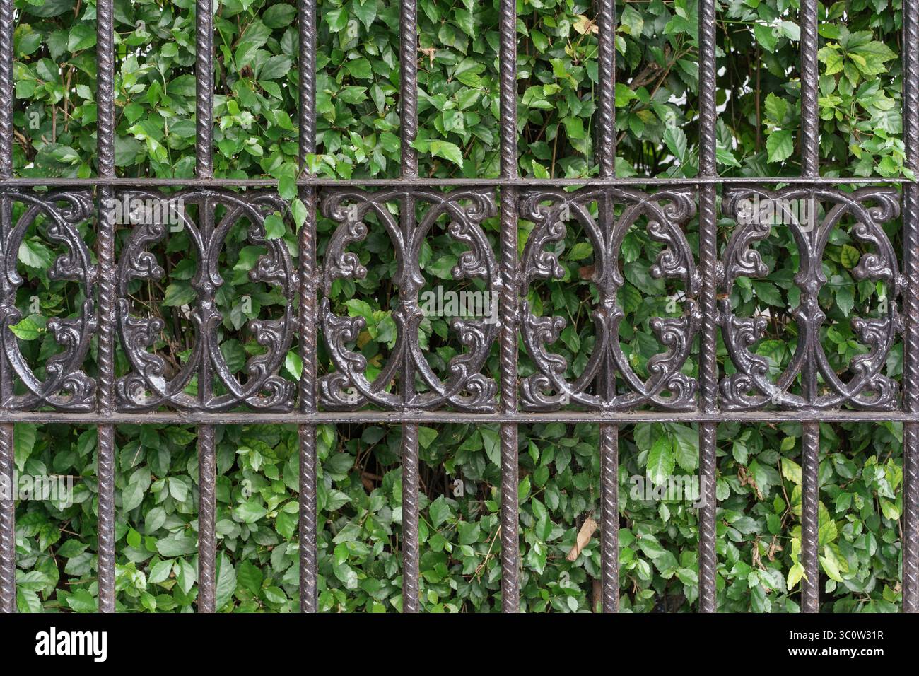 Recinzione in ferro battuto nero decorato con fantasie classiche intricate contro una lussureggiante siepe verde di una pianta di Leea coccinea. Dettaglio di metallo vintage. Foto Stock