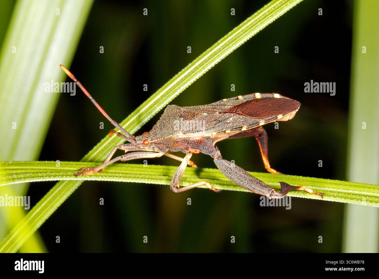Eucalipto Tip-wilter Bug, Amorbus alternatus. Adulto. Noto anche come Eucalyptus Tip Bug, Gumtree Tip Bug, Squash Bug, Clown bug e Coreid Bug. Foto Stock