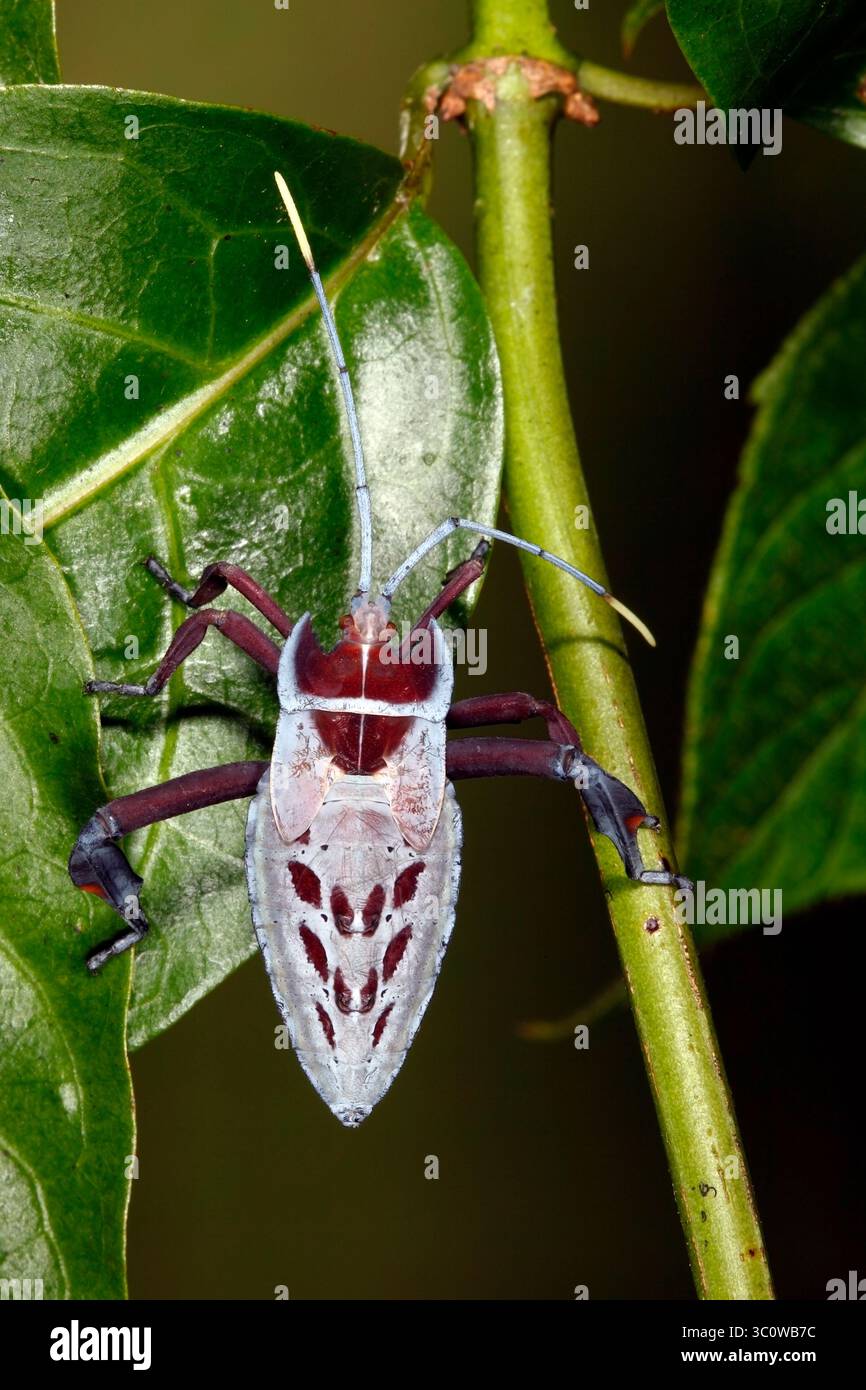 Insetto "Tip-wilter" blindato, o Leaf Foot Bug, Canungrantmictis morindana. 3a fase. Coffs Harbour, NSW, Australia Foto Stock