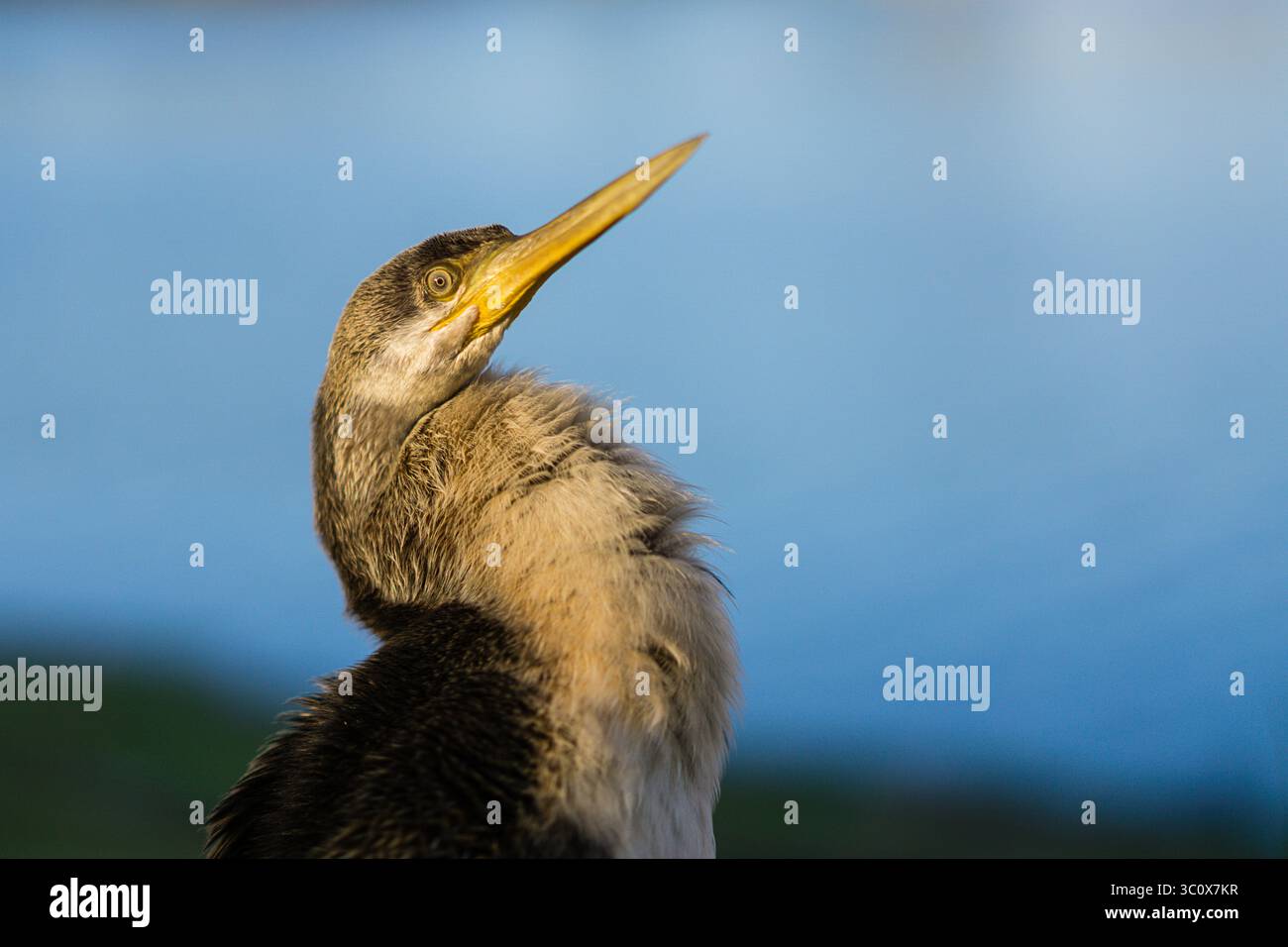 Australiasian darter (Anhinga novaehollandiae) che essicca le sue piume sulle rive del fiume Murray, Victoria Foto Stock