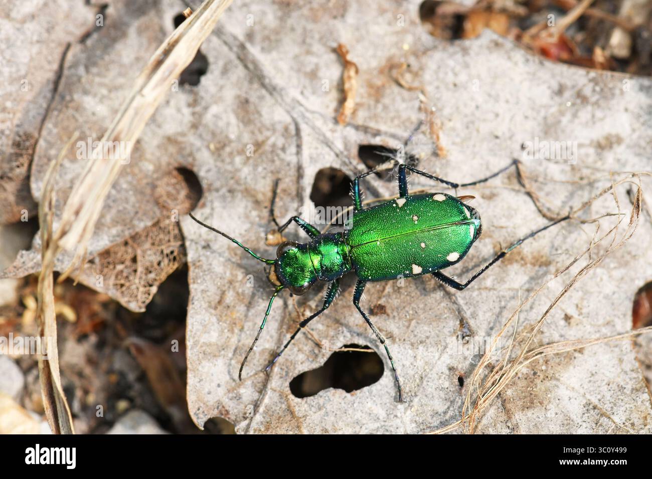 Scarabeo tigre, Cicindela - Canada Foto Stock
