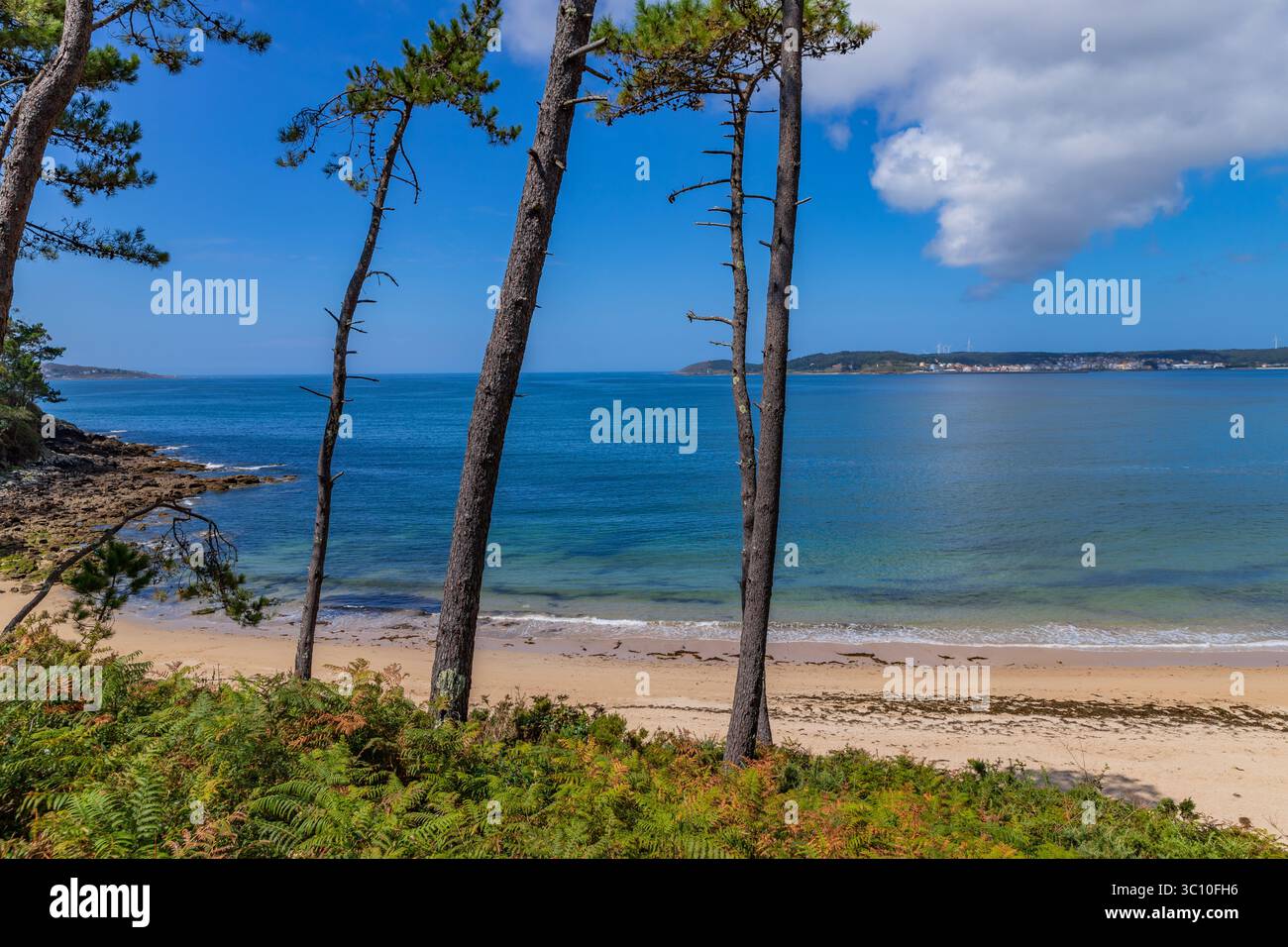 Un tranquillo paesaggio costiero con una spiaggia sabbiosa, alti e sottili alberi, calme acque blu dell'oceano in Galizia, Spagna Foto Stock