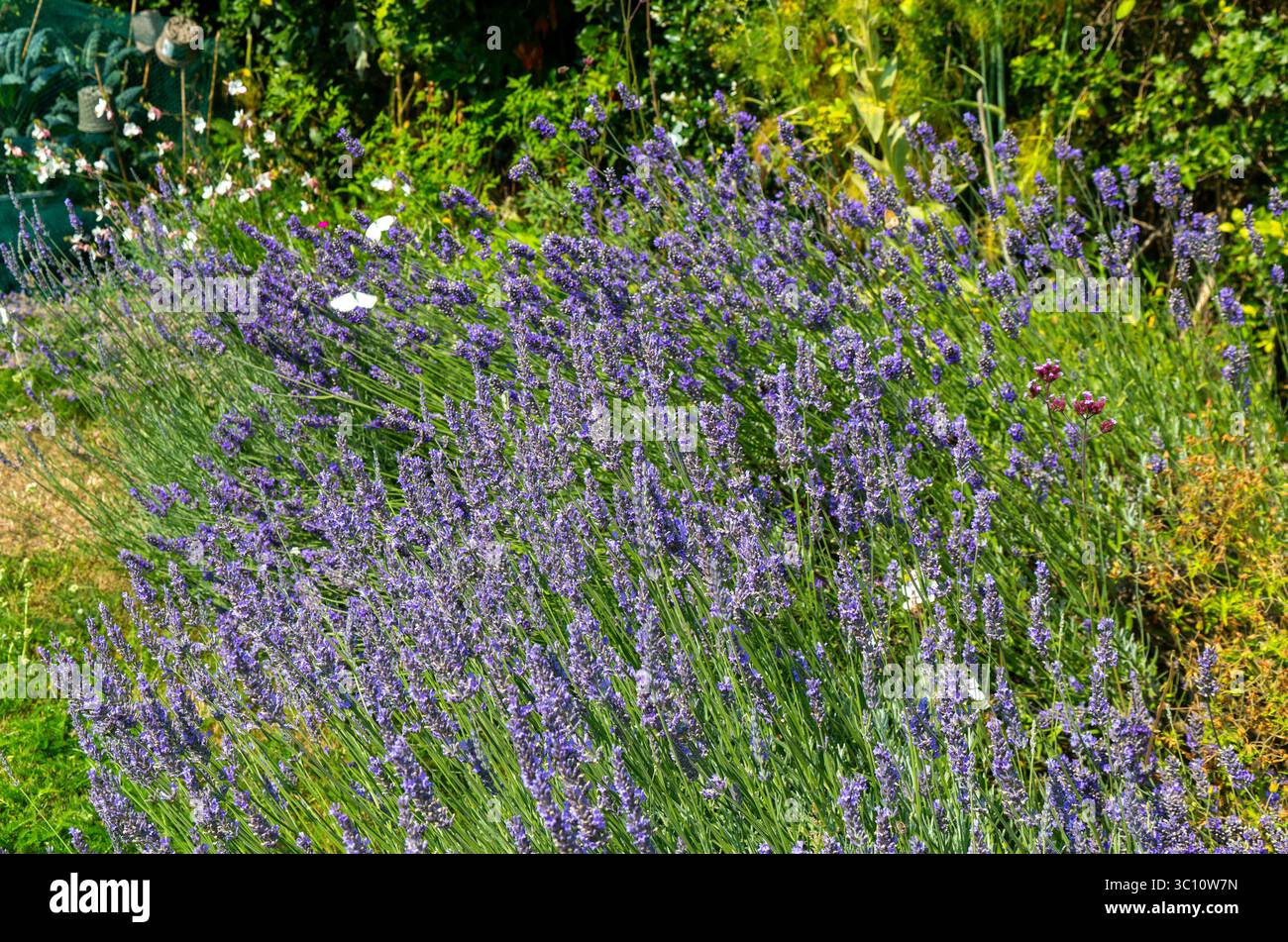 Piante da giardino adatte alle farfalle, tra cui lavanda, Lavandula angustifolia, Shottisham, Suffolk, Inghilterra, REGNO UNITO Foto Stock