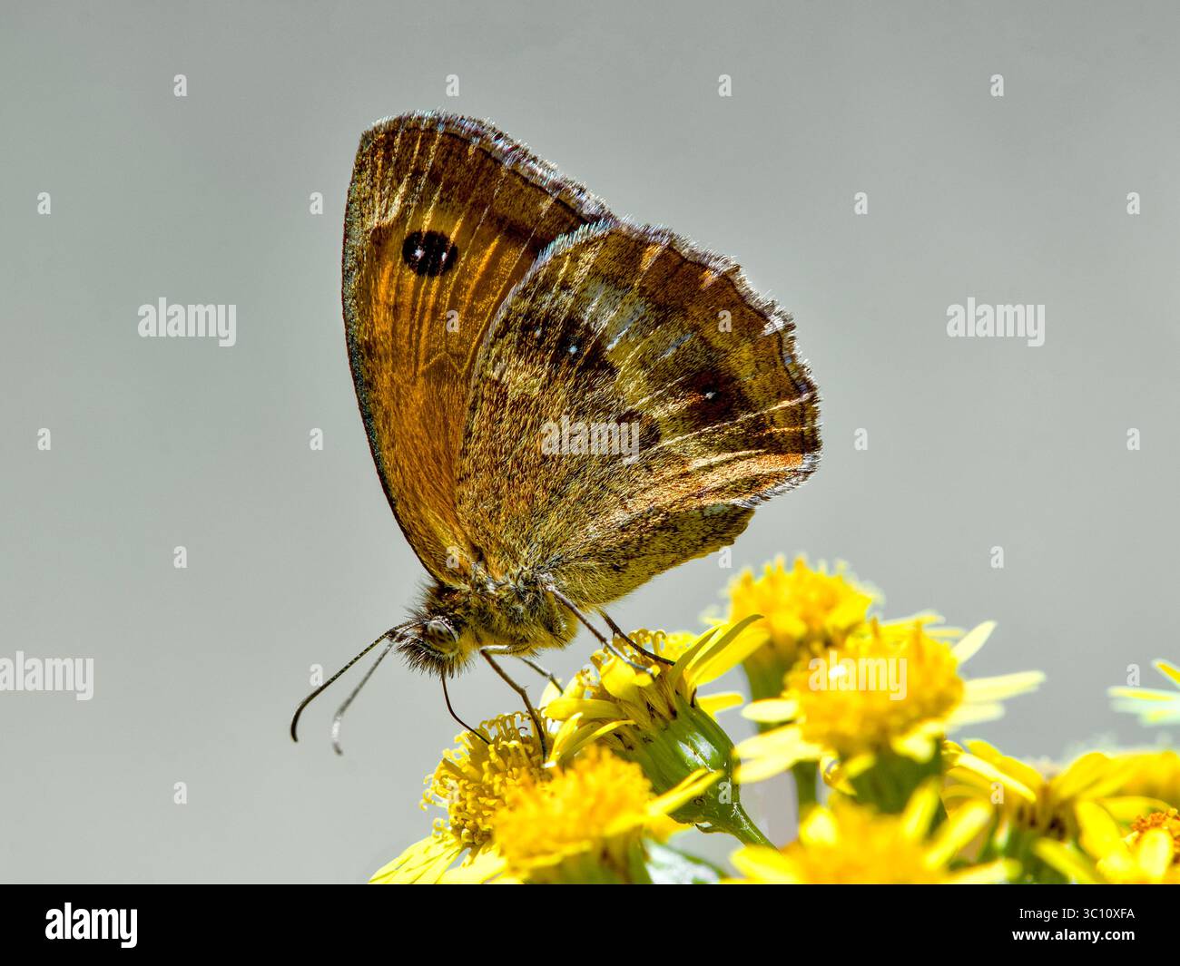 Farfalla marrone su erba gialla fiorita - Francia centrale. Foto Stock