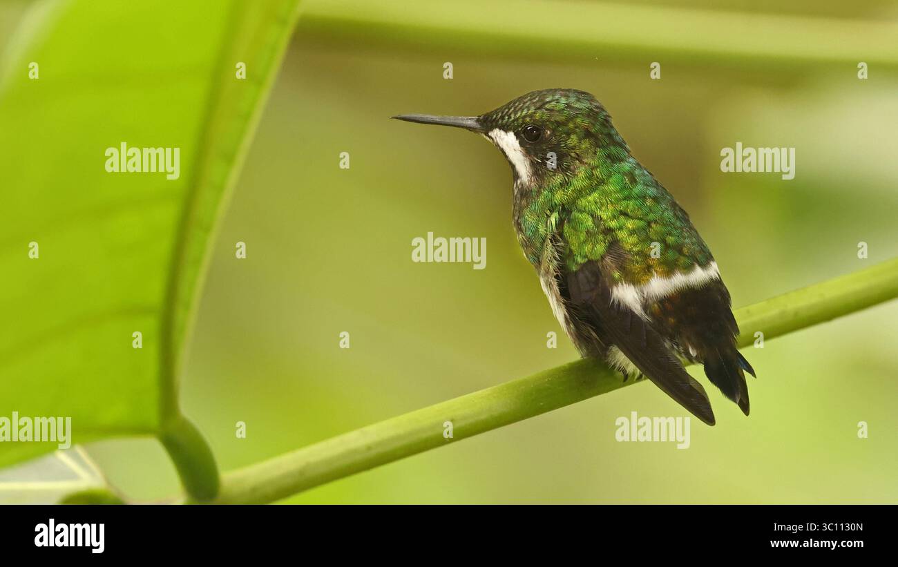 Femmina coda di coda verde (Discosura conversii), colibrì dell'Ecuador Foto Stock