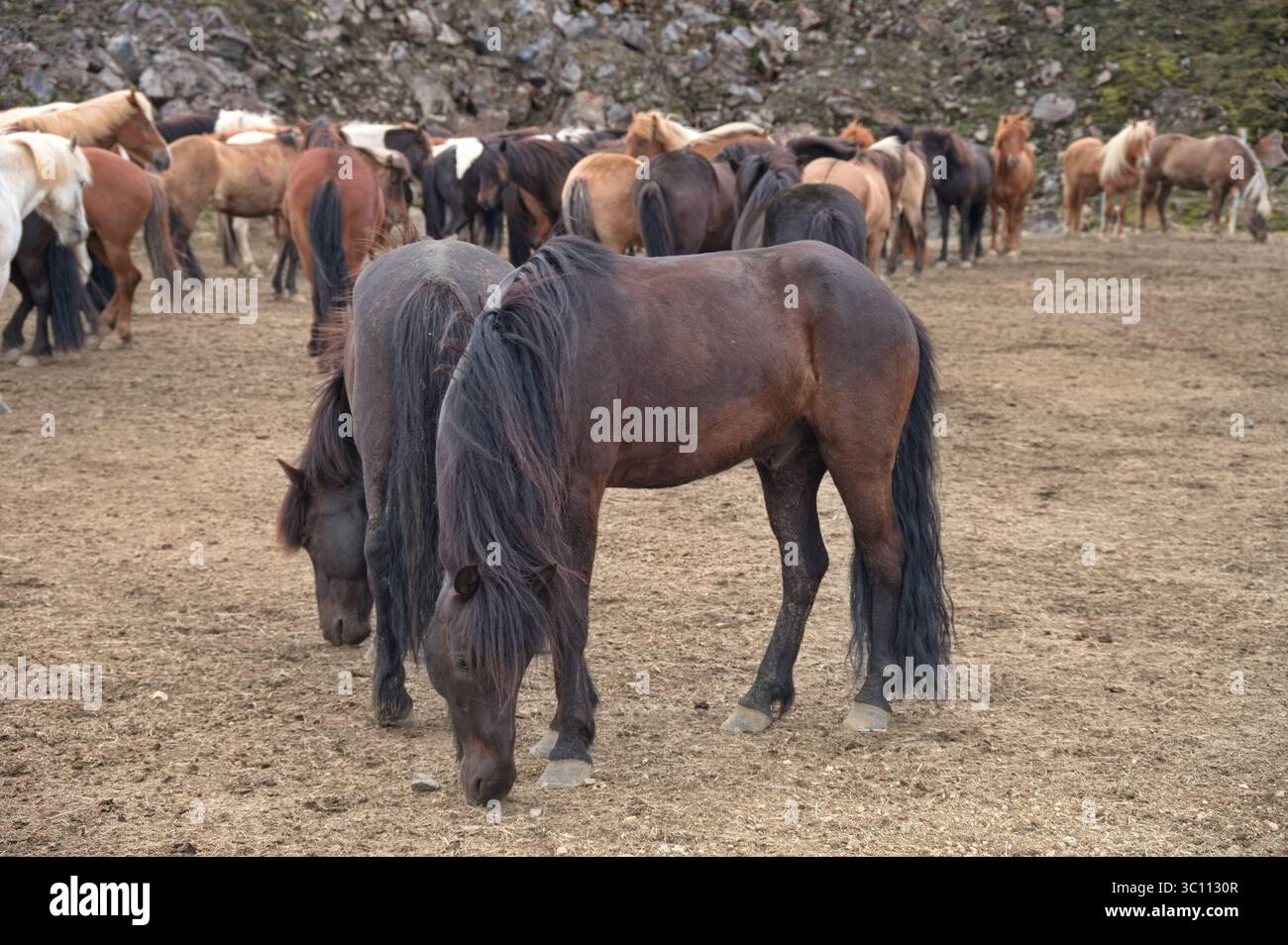 Una mandria di cavalli islandesi su un pascolo Foto Stock