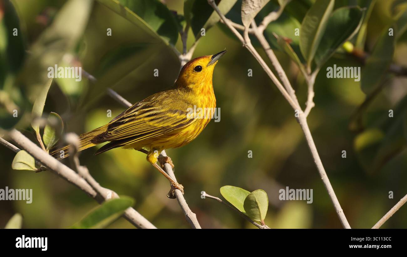 Parula gialla (Setophaga petechia), uccello dell'Ecuador Foto Stock