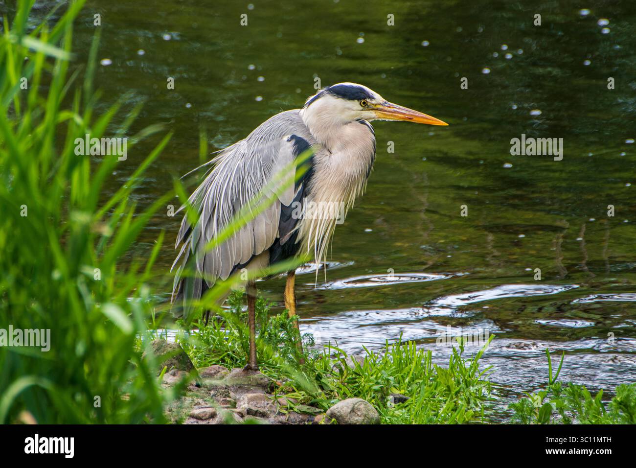 Grey Heron in piedi nel fiume Foto Stock