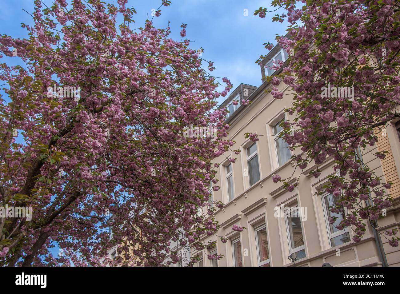 Fiori di ciliegio rosa di fronte alla facciata di una casa nella città vecchia di Bonn Foto Stock