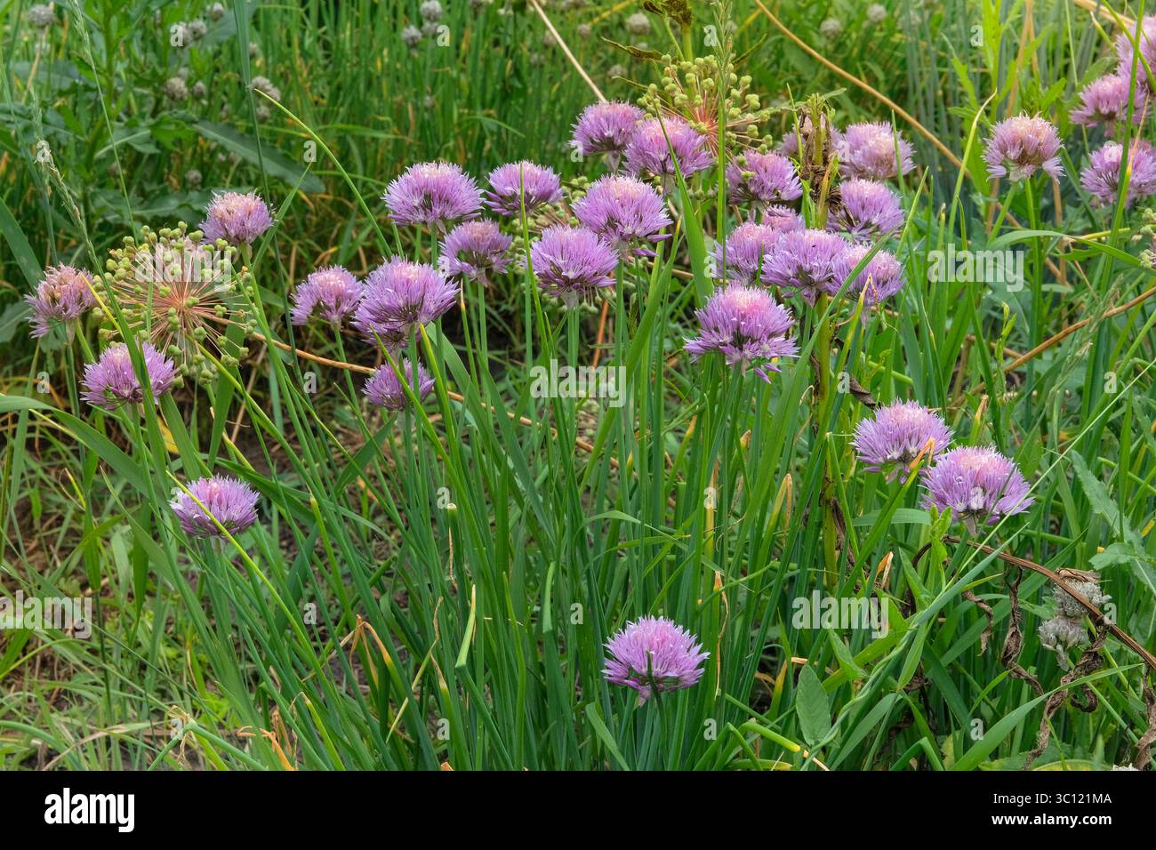 I fiori di erba cipollina crescono nel giardino rurale. Giardinaggio biologico. Erbe aromatiche. Allium schoenoprasum nel prato. Giardino del cottage. Giornata di sole. I fiori sono gro Foto Stock