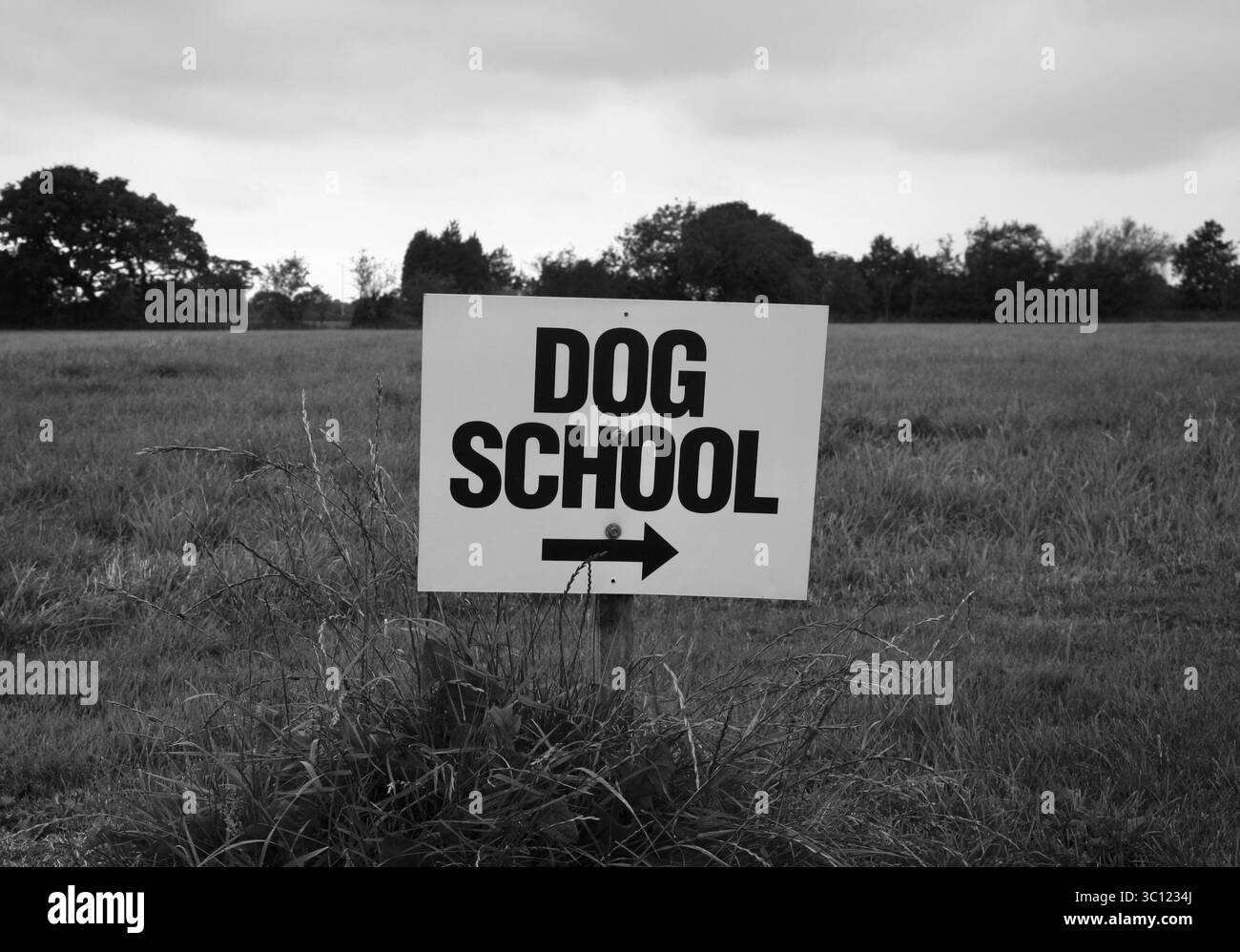 Scuola per cani. Foto Stock
