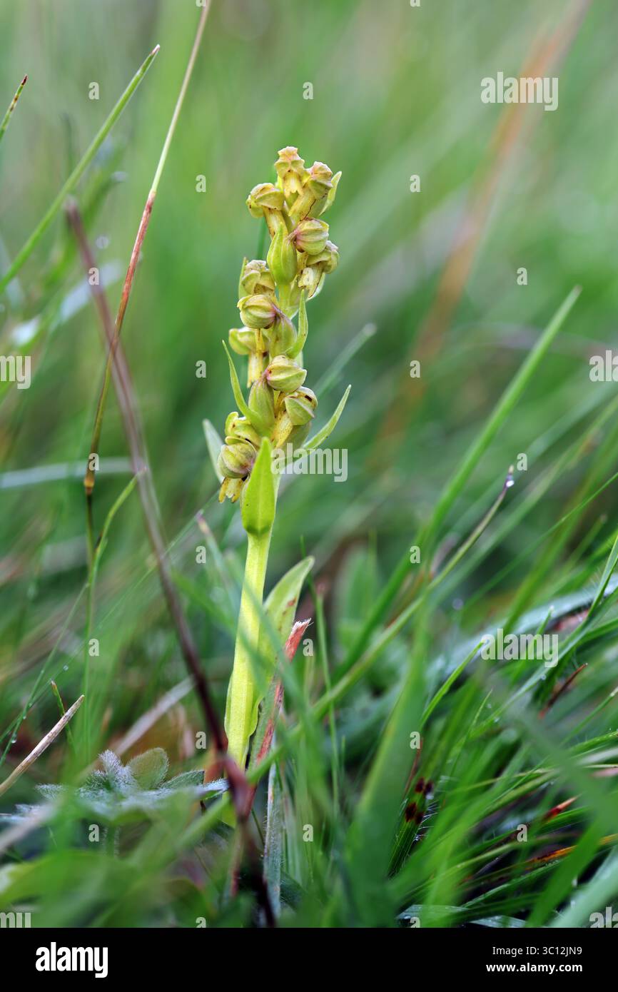 Orchidea di rana (Dactylorhiza viridis) in un prato di fiori selvatici a Upper Teesdale, contea di Durham, Regno Unito Foto Stock