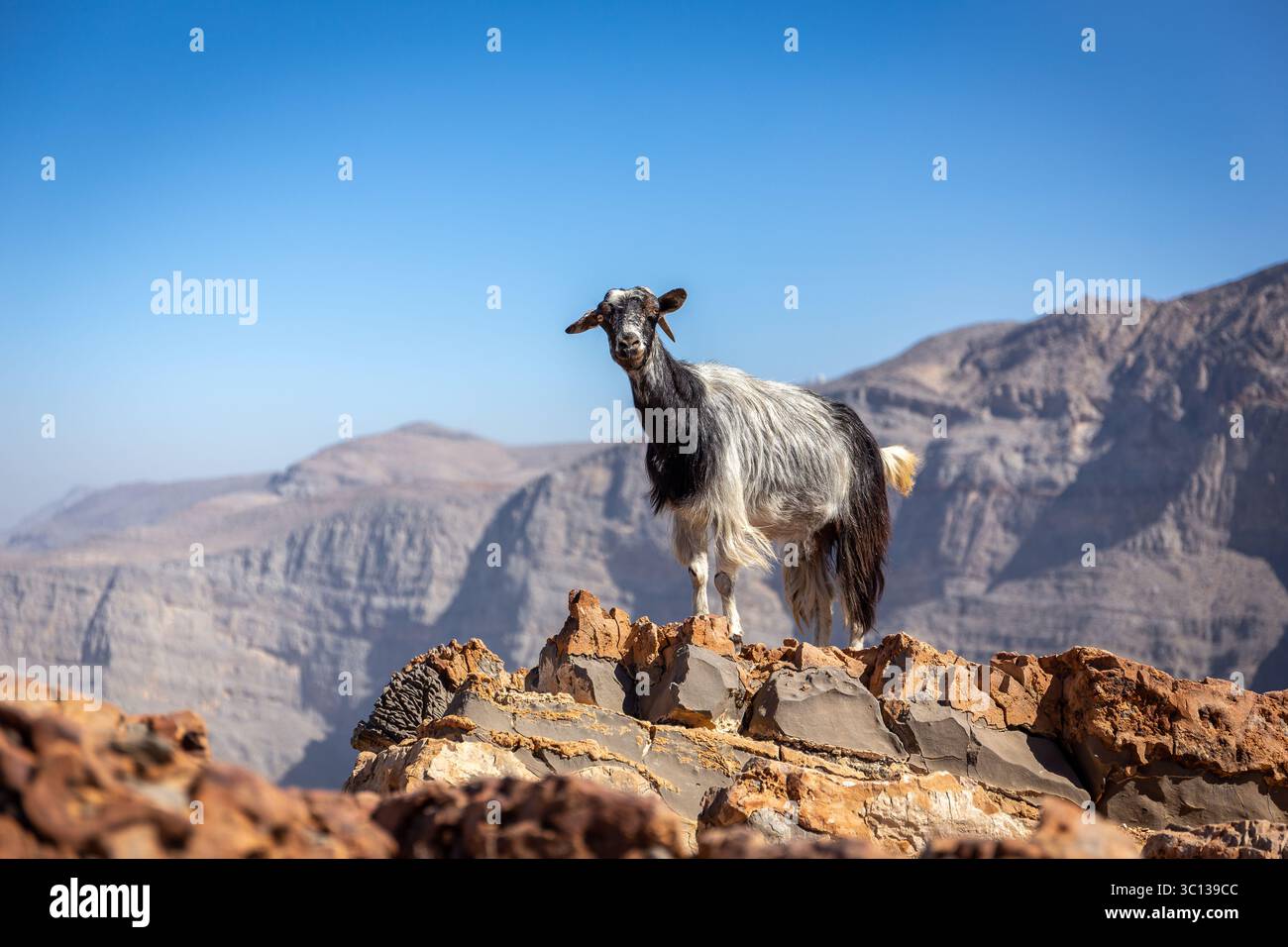 Capra pelosa nera e bianca (bambinaia) in piedi sulle rocce della catena montuosa di Jebel Jais con cielo blu sullo sfondo, montagne Hajar, Emirati Arabi Uniti Foto Stock