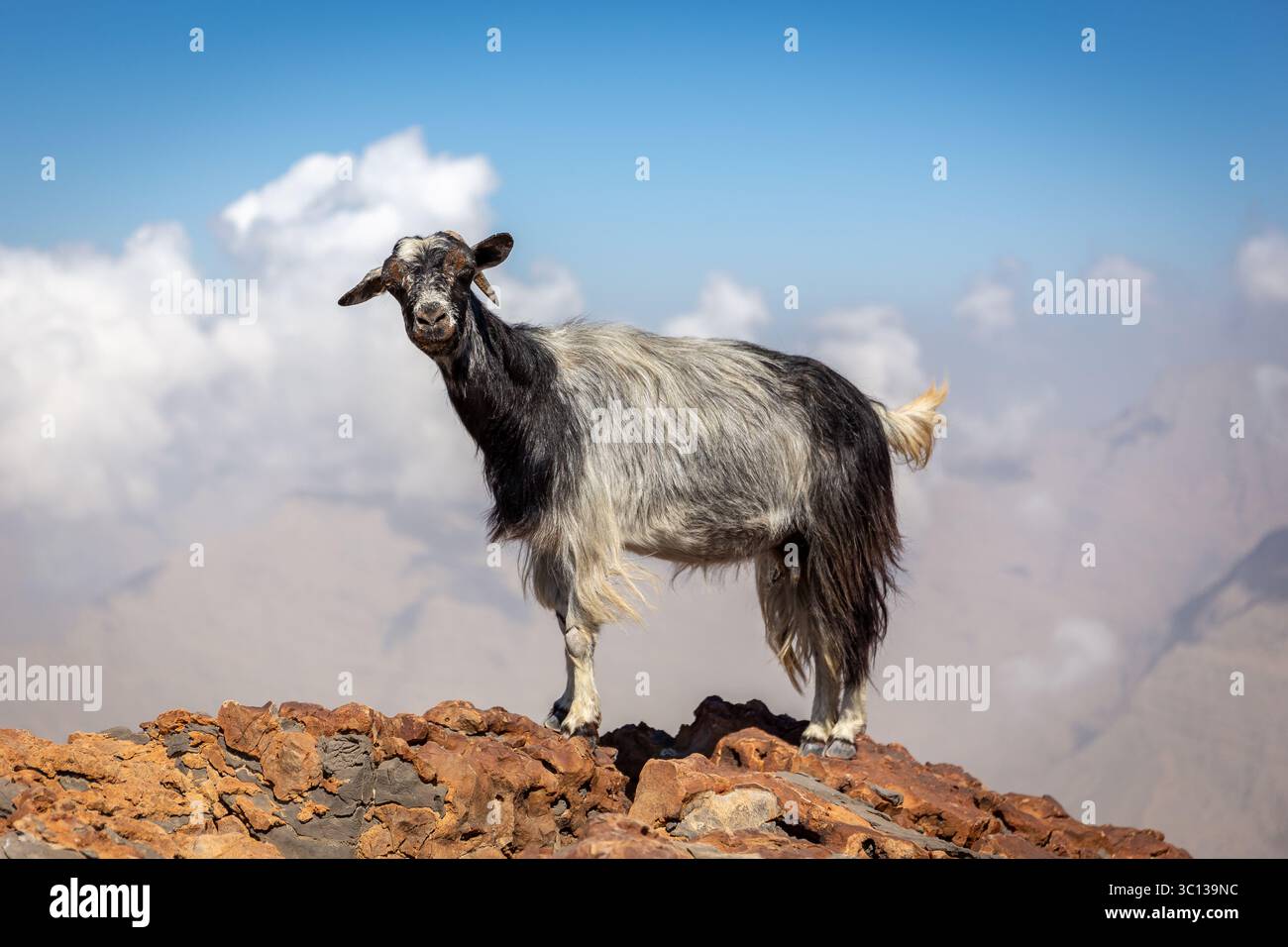 Capra pelosa di montagna nera e bianca, sorridente e in piedi sulle rocce con la catena montuosa del Jebel Jais e nuvole sullo sfondo, Emirati Arabi Uniti. Foto Stock