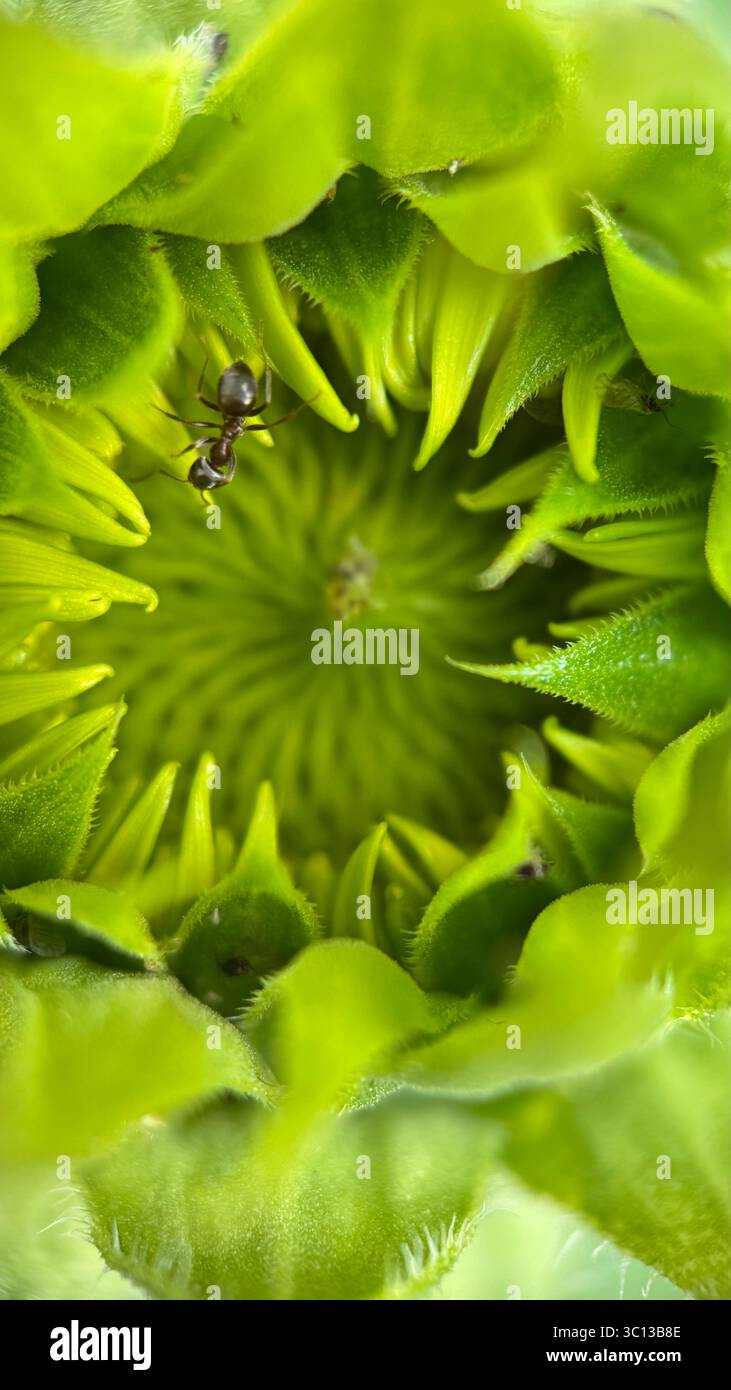 Una vista ravvicinata di un bocciolo di fiori verde intagliato, probabilmente un girasole, con una formica visibile all'interno dei suoi petali che si dispiegano. Foto Stock